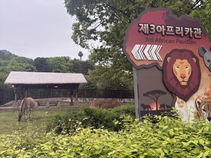 어린이날 과천 서울대공원 오후 입장 후기 만족도 주차 등