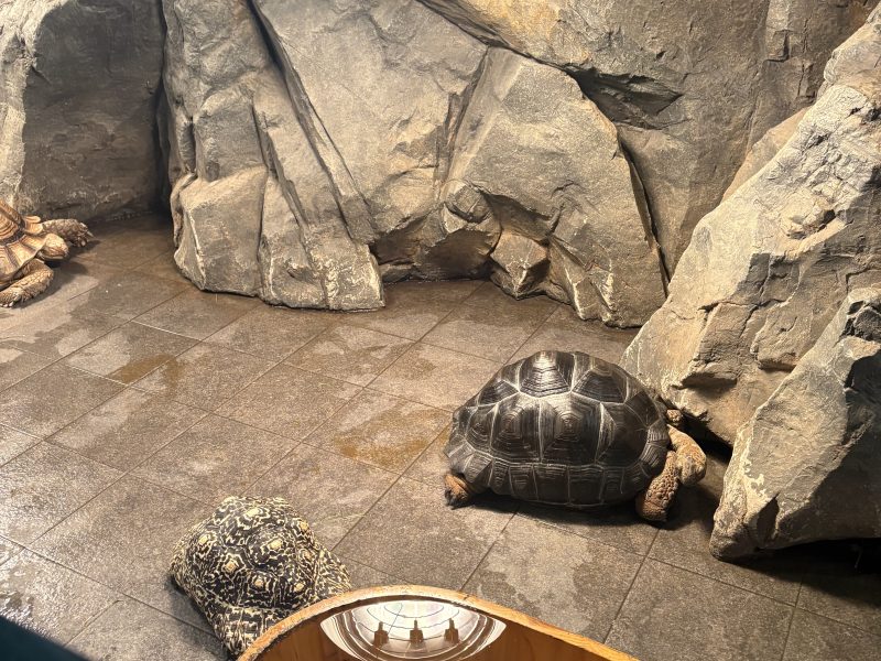 가평 아기와 가볼만한곳 신비동물원 아쿠아가든 가격 방문기까지