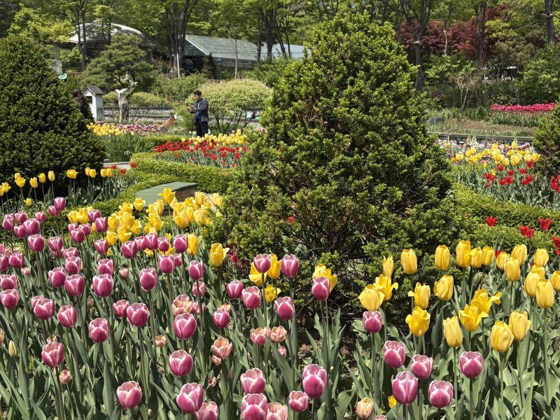 성남 신구대학식물원 튤립 보기 좋은 곳