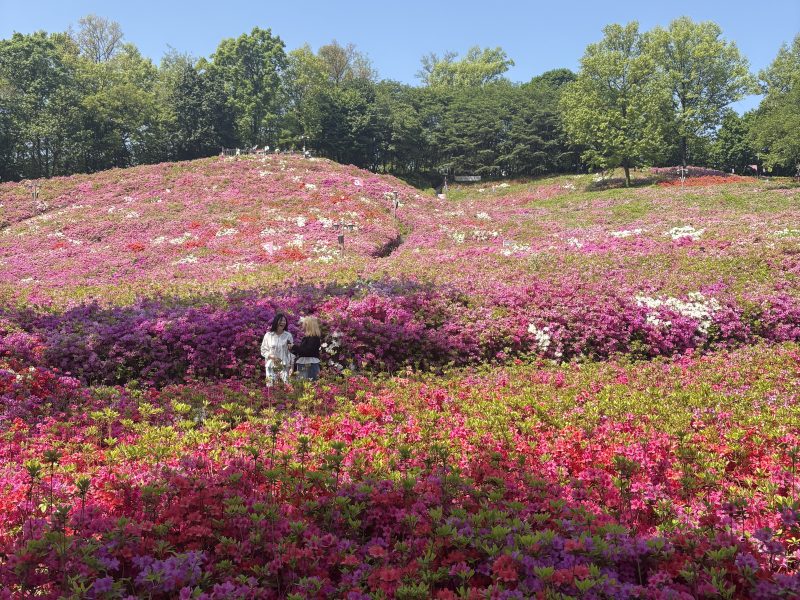 5월 초 군포 철쭉동산 방문기 날씨 철쭉 개화상태 주차정보 총정리